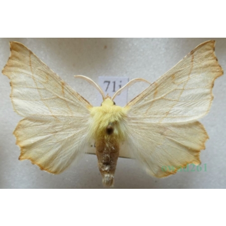 Ennomos alniaria (Linnaeus, 1758) male Latalec olszyniak Czech71j